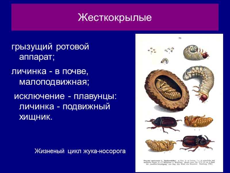 Жесткокрылые грызущий ротовой аппарат; личинка - в почве, малоподвижная;  исключение - плавунцы: личинка